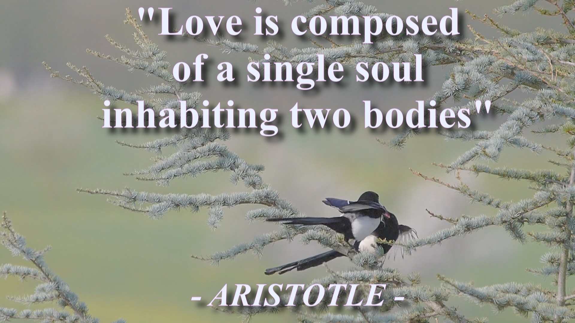 Love is composed of a single soul inhabiting two bodies - Aristotle
